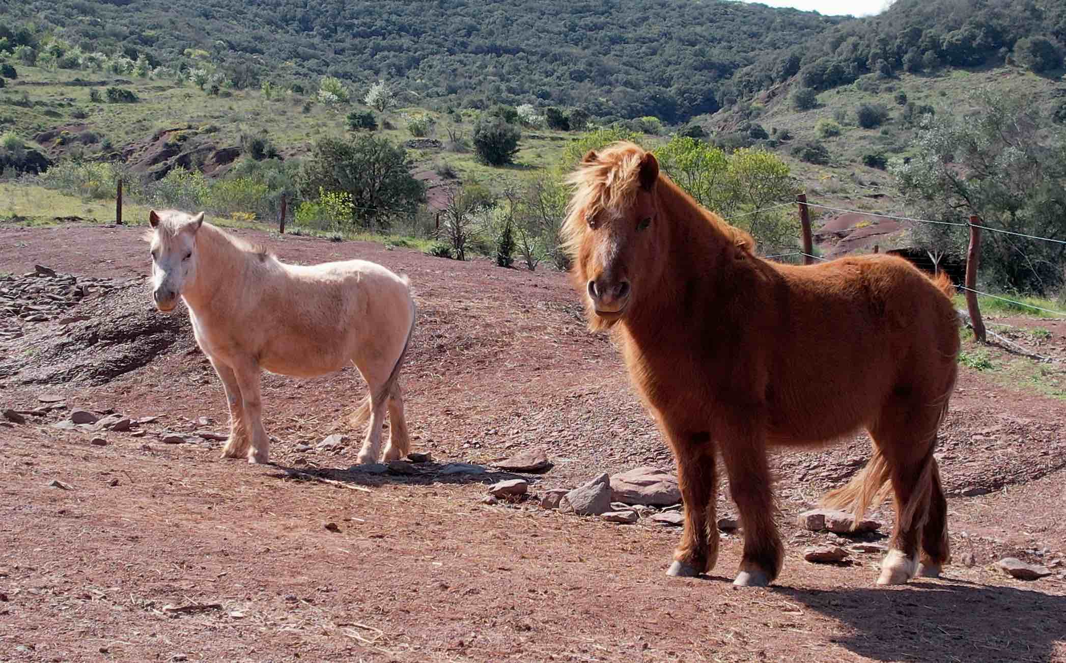 Shetland au Salagou